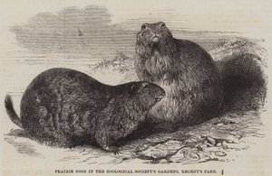 Chiens de prairie dans les jardins de la Société zoologique, Regent